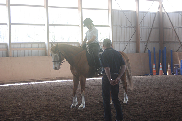 Get Started in the World of Dressage By Nikki Alvin-Smith