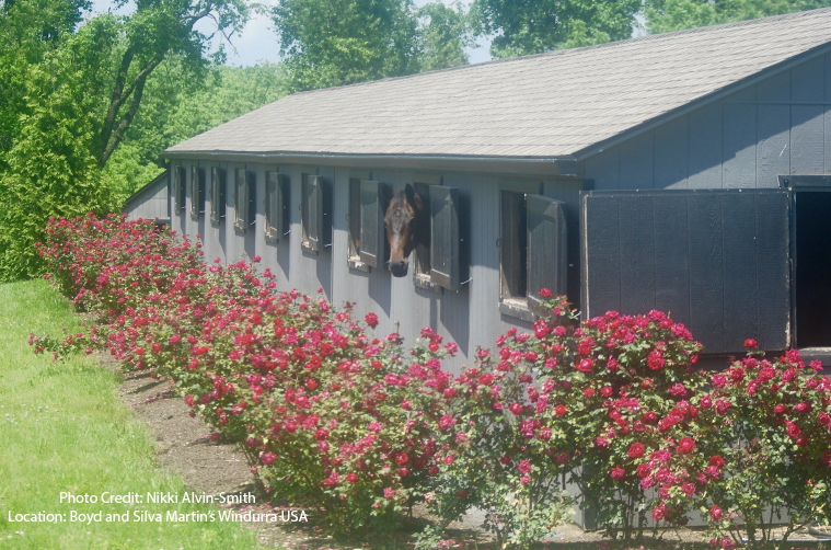 Best Landscaping Practices Around Your New Horse Barn