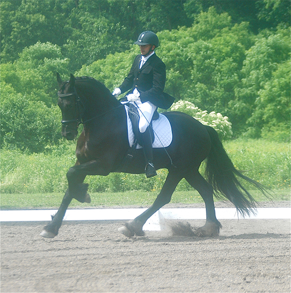 Friesian horse