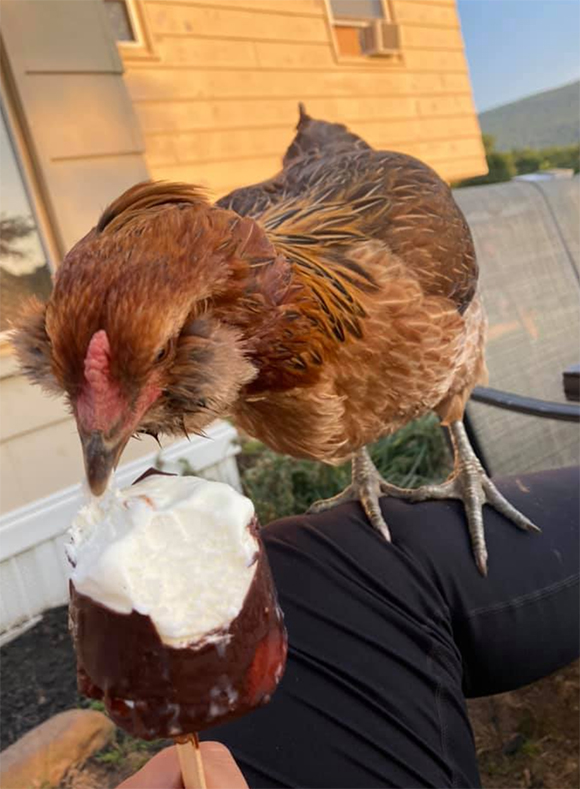 Never have a snack to yourself again when you have tiny raptors running around…