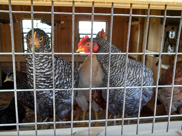 Chickens In Coop