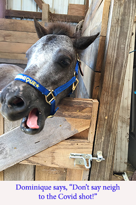 Dominique says, “Don’t say neigh to the Covid shot!”