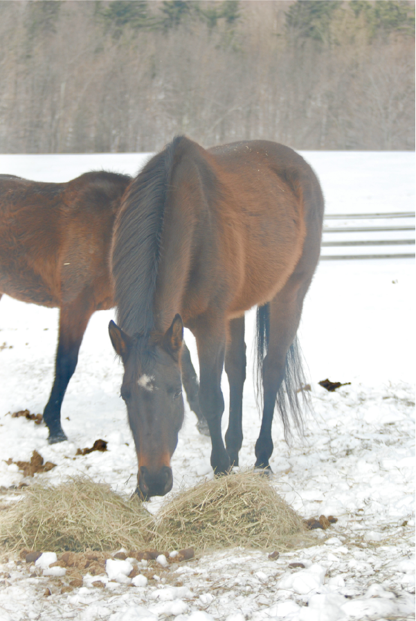 Horses Grazing on Hay