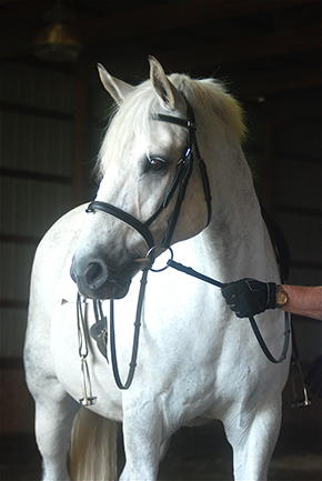 Groomed and Ready to Go