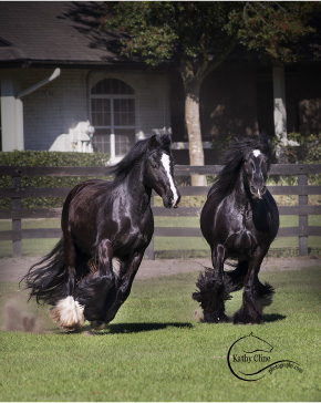 What’s In A Name? The Gypsy Vanner Revealed