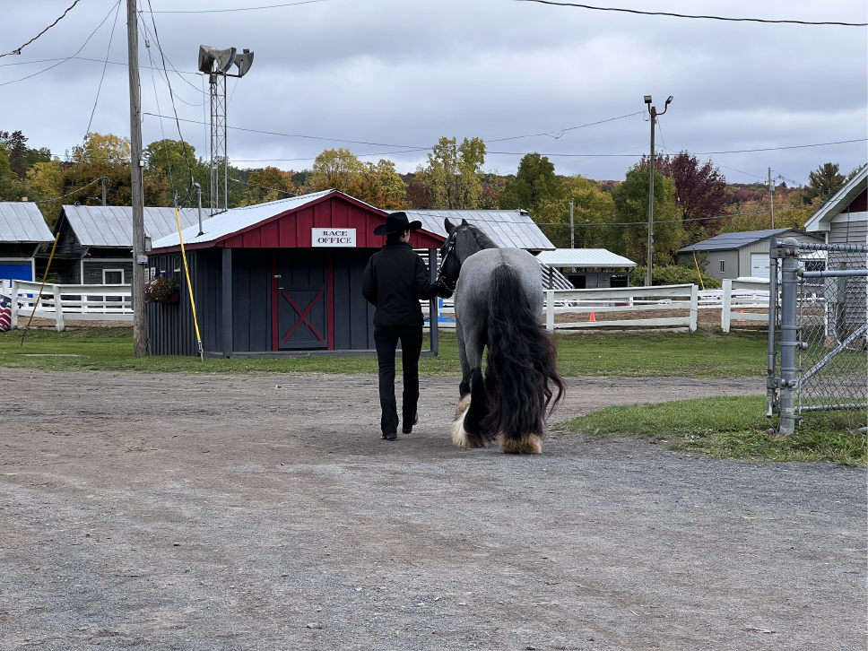 New England Gypsy Vanner and Drum Horses In The Spotlight