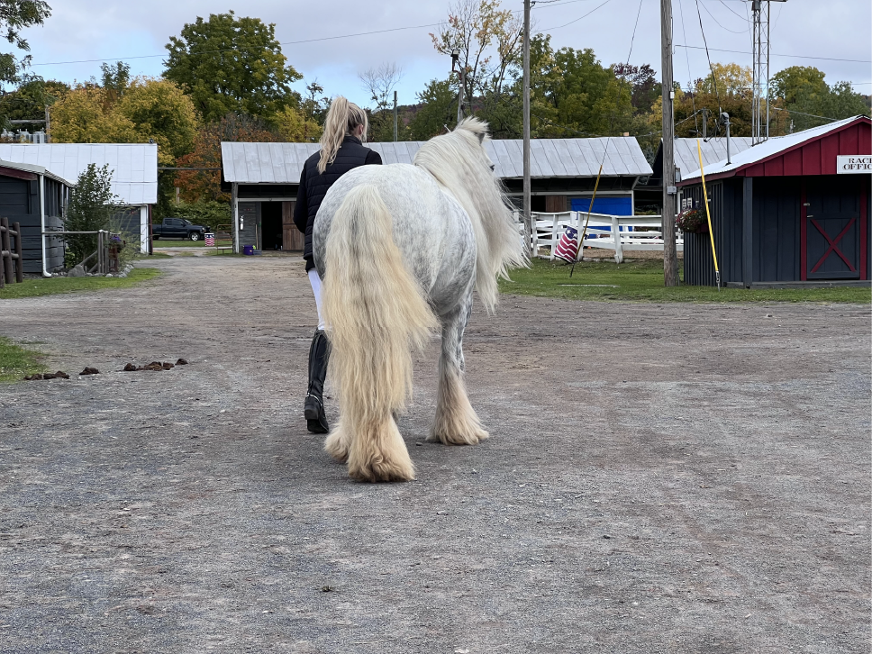 New England Gypsy Vanner and Drum Horses In The Spotlight