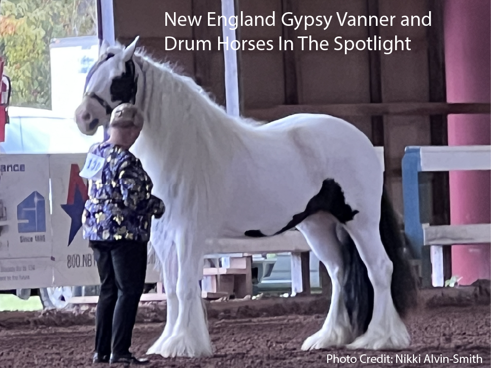 New England Gypsy Vanner and Drum Horses In The Spotlight
