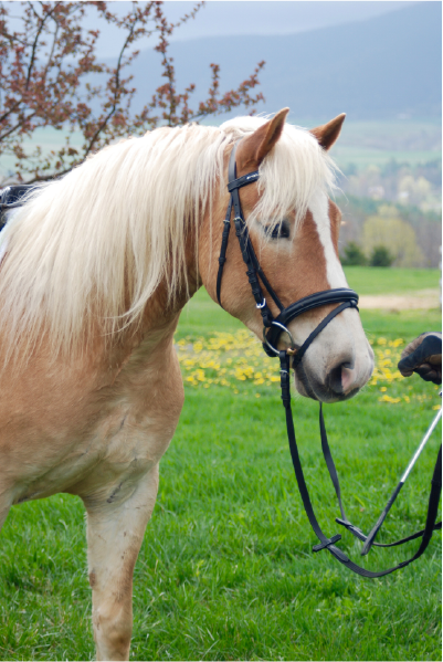 Hooray! Your New Horse is Home. Now What?