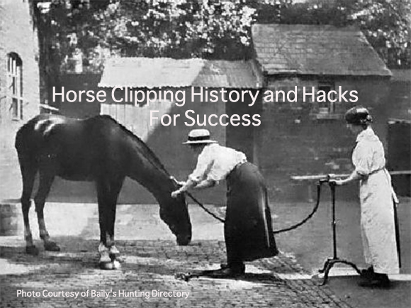 Horse Clipping History and Hacks For Success 