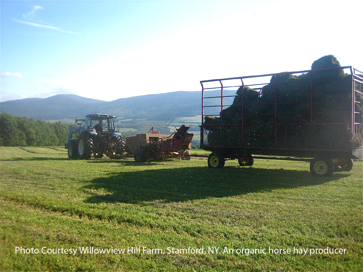 Organically grown hay