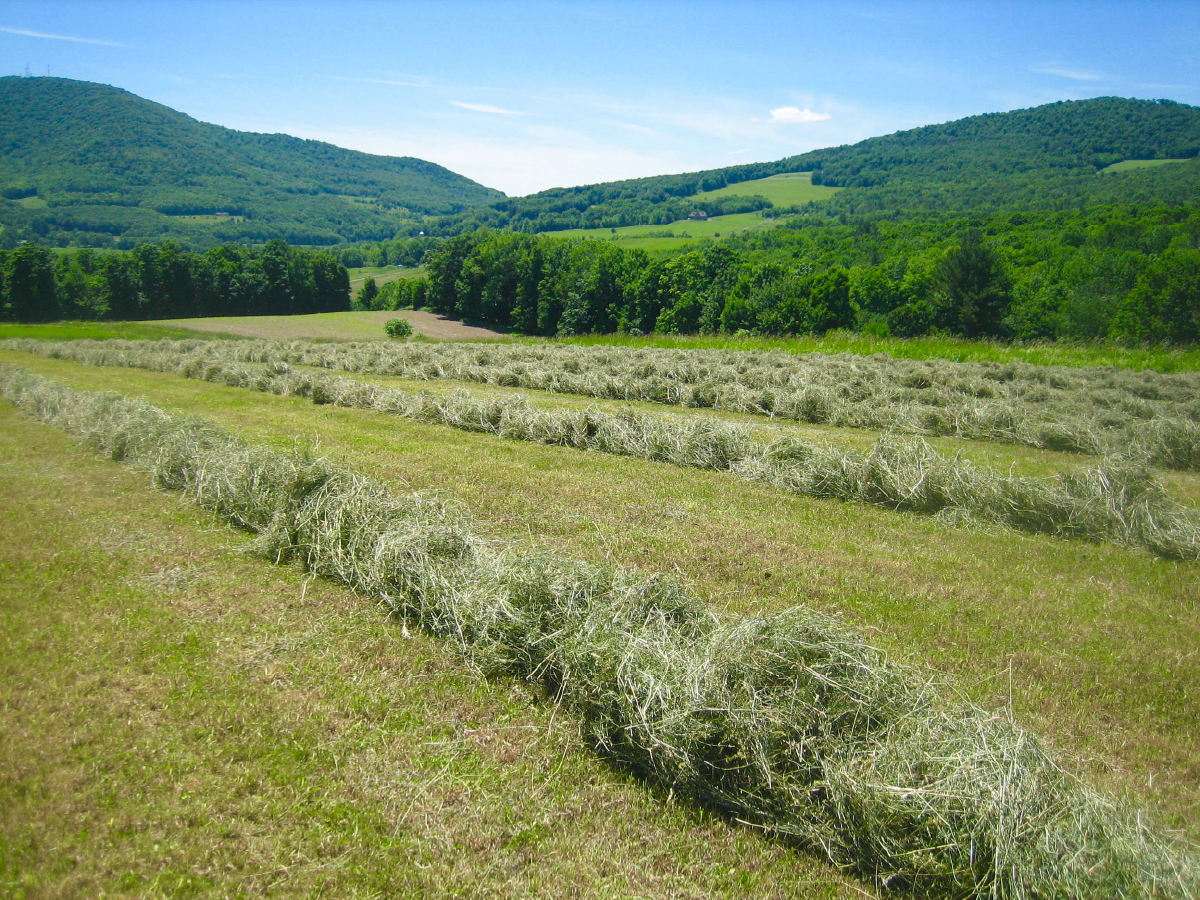Hay in windrows