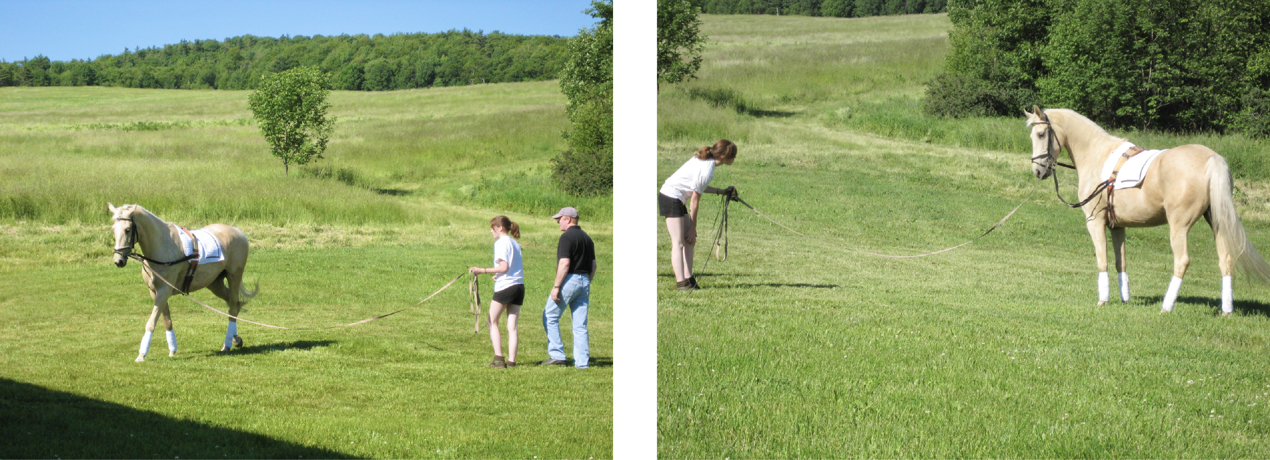 How To Master Longe Training Your Horse 