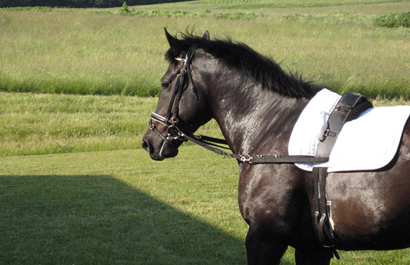 How To Master Longe Training Your Horse 