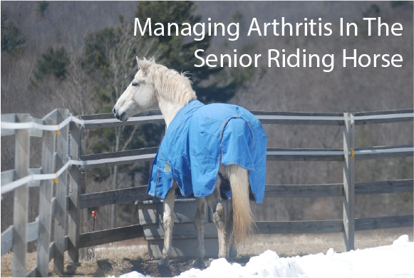 Managing Arthritis In The Senior Riding Horse