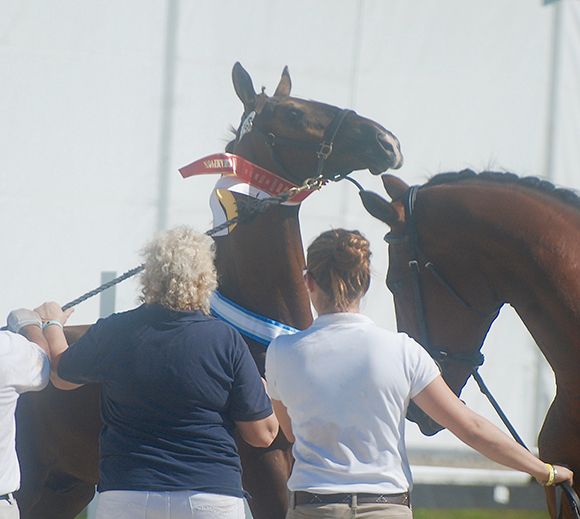 Showing stallions