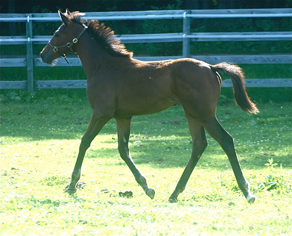 Successful Stallion Selection Starts Here