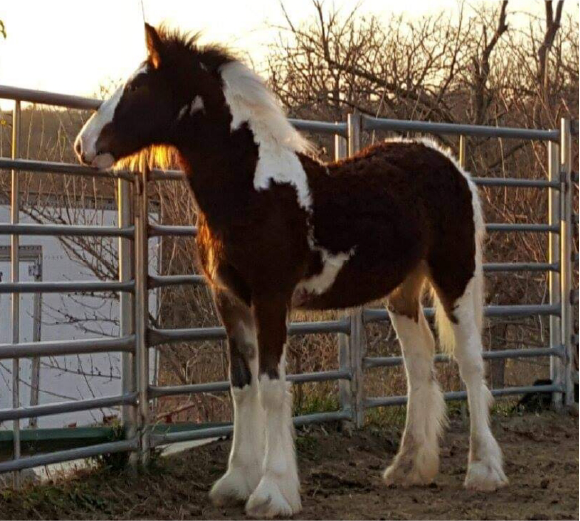 Copper as a Foal