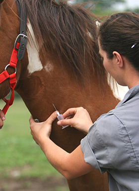 Vet Care