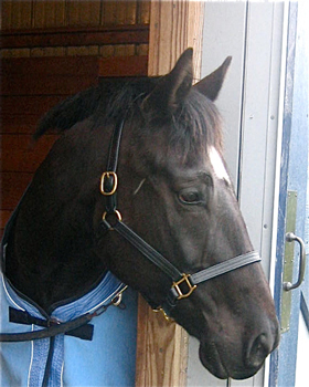 The Sound Equine Halter