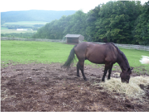 The Overweight Horse - A New Year's Resolution